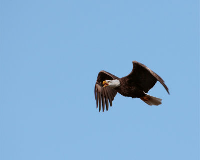 Bald Eagle Flapping and calling.jpg