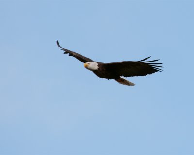 Bald Eagle Flying 2.jpg
