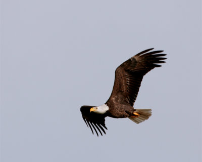 Eagle Flying 2.jpg