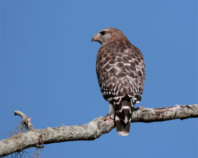 Red Shoulder Hawk on branch closeup.jpg