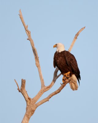 Bald Eagle on Dead Tree.jpg