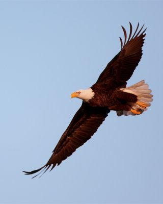 Bald Eagle from dead tree flying.jpg
