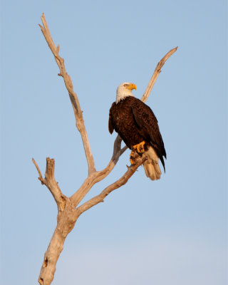 Bald Eagle on Dead Tree Looking Right.jpg