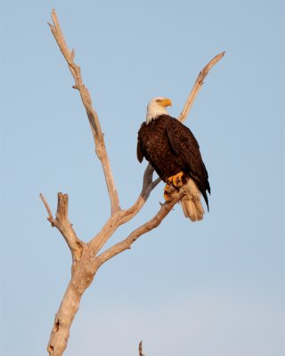 Bald Eagle on Dead tree Looking Right 2.jpg