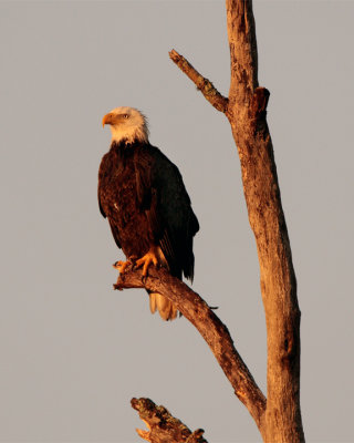 Bald Eagle in the treetop.jpg