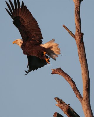 Bald Eagle Taking Off.jpg