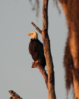 Bald Eagle in the treetop vertical.jpg