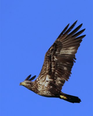 Juvenile Bald Eagle Flying.jpg