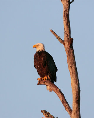 Bald Eagle on Dead Tree Looking Left.jpg