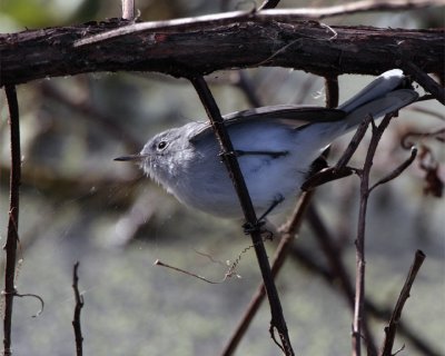 Gray Gnatcatcher on a twig.jpg