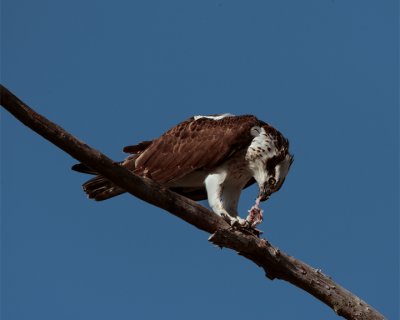 Osprey Eating on Branch.jpg