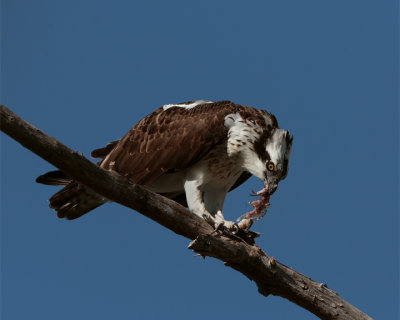 Osprey eating on branch 2.jpg