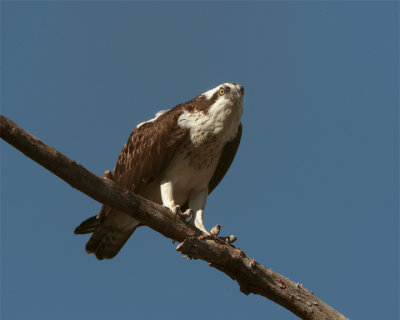 Osprey Eating on Branch Looking Up.jpg