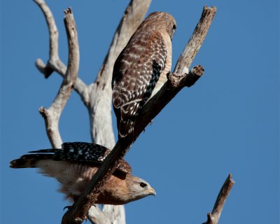 Red Shoulder Hawk Pair in dead tree one getting ready to fly.jpg