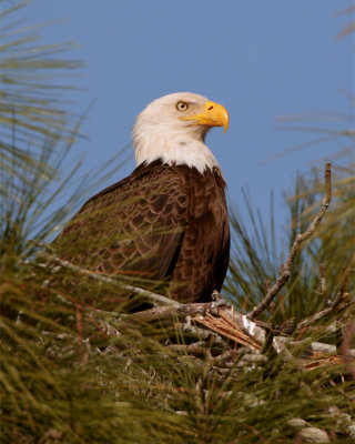 Bald Eagle in the Nest.jpg