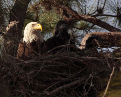 Bald Eagle with Fledgling.jpg