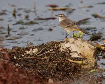 Palm Warbler.jpg