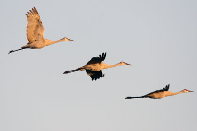 Circle B Flight of Three Sandhill Cranes at Dawn.jpg