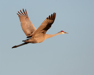 Circle B sandhill crane in flight at dawn.jpg