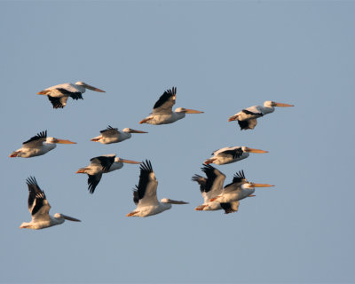 Circle B Pelicans Flying at Dawn.jpg