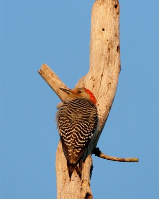 Red Bellied Woodpecker at Dawn.jpg