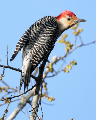 Red Bellied Woodpecker close up.jpg