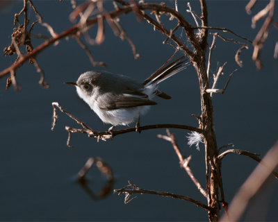 Blue Grey Gnatcatcher in the Branches 2.jpg