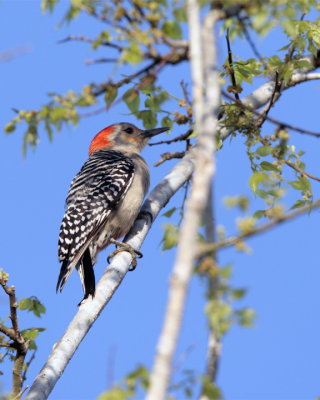 Red Bellied Woodpecker in the tree.jpg