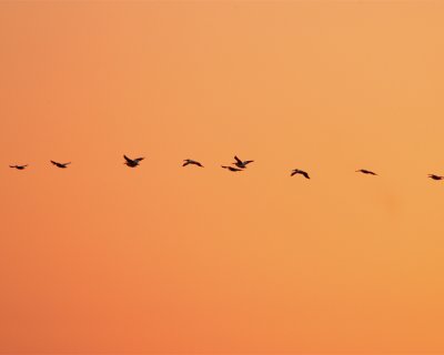Circle B Pelican Flight at Sunrise.jpg