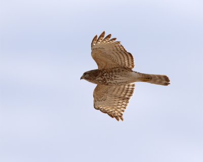 Sharp-shinned hawk in Flight 2.jpg