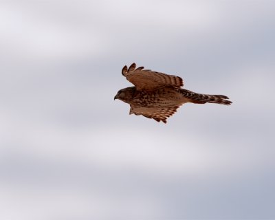 Sharp-Shinned Hawk in Flight 3.jpg