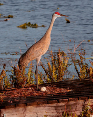 Flaming Arrow Sandhill at the nest at dusk.jpg