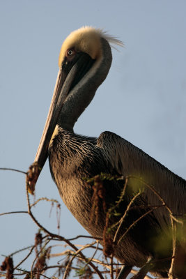 Circle B Brown Pelican closeup.jpg