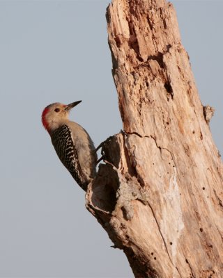 Circle B Red Bellied Woodpecker at Dawn 2.jpg