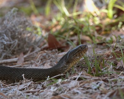 Snake in the Grass.jpg