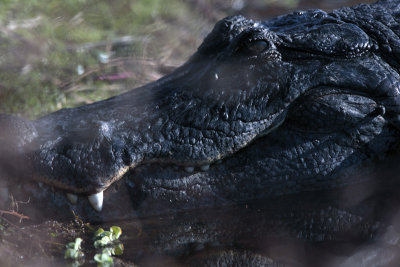 Gator Head.jpg