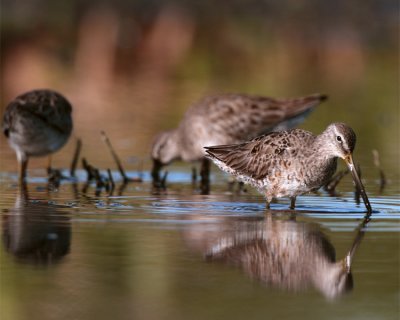 Dowitchers in the Marsh.jpg