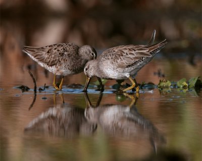 Two Dowitchers Reflection.jpg