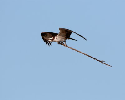 Osprey Flying with nesting material 2.jpg