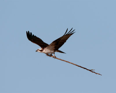 Osprey flying with nesting material 3.jpg