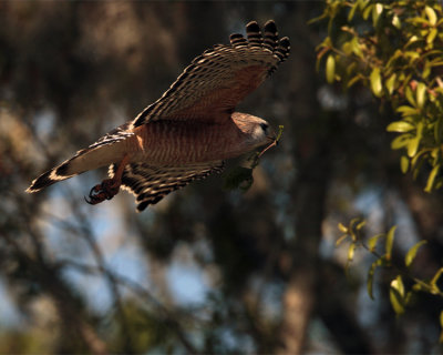 Red Shoulder Hawk Flying with Nesting Material 2.jpg