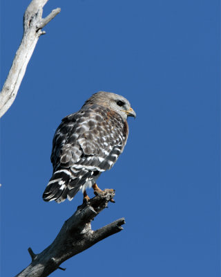 Red Shoulder Hawk on a Dead Tree at Marsh Rabbit Run.jpg