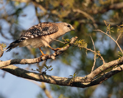 Hawk after mating.jpg