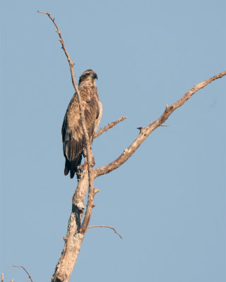 Juvenile Bald Eagle Just out of the nest in a tree.jpg