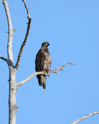 Juvenile Bald Eagle on a tree just out of the nest 2.jpg