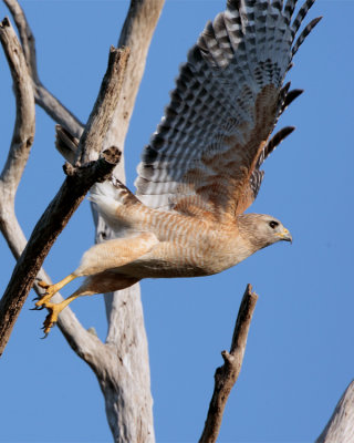Hawk Launching from Tree on Marsh Rabbit Run.jpg