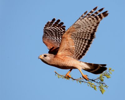 Circle B Red Shoulder Hawk In Flight with Nesting Material.jpg