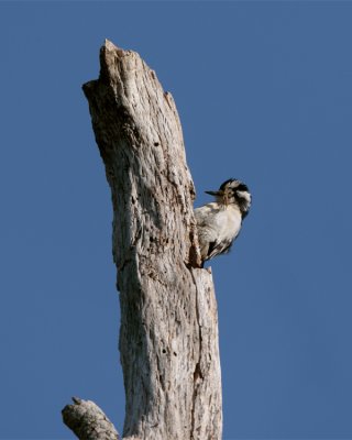 Circle B Downy Woodpecker.jpg