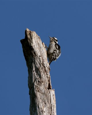 Circle B Downy Woodpecker on dead tree.jpg