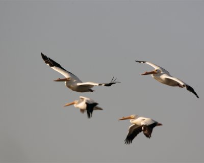 Circle B Flight of Pelicans at the Marsh.jpg